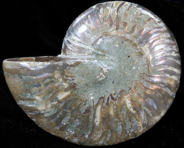 Agatized Ammonite Fossil (Half) #39615
